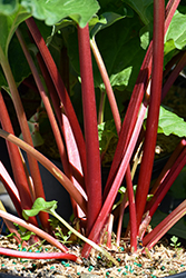 Canada Red Rhubarb (Rheum 'Canada Red') at Green Thumb Garden Centre