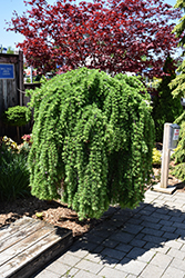 Weeping European Larch (Larix decidua 'Pendula') at Lakeshore Garden Centres