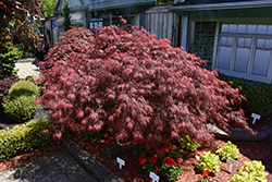 Red Cutleaf Japanese Maple (Acer palmatum 'Dissectum Rubrum') at Lakeshore Garden Centres