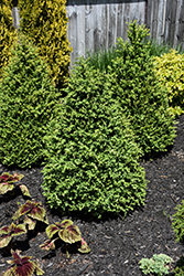 Green Mountain Boxwood (pyramid form) (Buxus 'Green Mountain (pyramid)') at Lakeshore Garden Centres