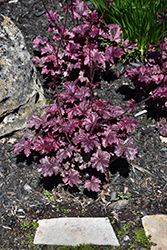 Midnight Rose Coral Bells (Heuchera 'Midnight Rose') at Peter Knippel Garden Centre