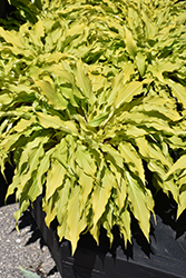 Time In A Bottle Hosta (Hosta 'Time In A Bottle') at Peter Knippel Garden Centre