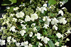 Steady Eddy Doublefile Viburnum (Viburnum plicatum 'NCVP1') at Peter Knippel Garden Centre