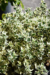 Dan's Delight Wintercreeper (Euonymus fortunei 'Dandel') at Lakeshore Garden Centres