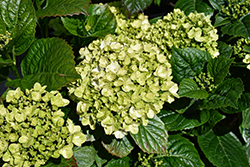 Grin and Tonic Reblooming Hydrangea (Hydrangea macrophylla 'Hokomagrito') at Lakeshore Garden Centres