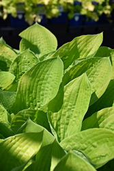 Glad Tidings Hosta (Hosta 'Glad Tidings') at Lakeshore Garden Centres