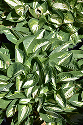 Pandora's Box Hosta (Hosta 'Pandora's Box') at Peter Knippel Garden Centre