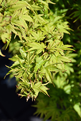 Lima Gold Japanese Maple (Acer palmatum 'Lima Gold') at Lakeshore Garden Centres