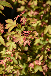 Koto Maru Japanese Maple (Acer palmatum 'Koto Maru') at Lakeshore Garden Centres