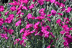 Neon Star Pinks (Dianthus 'Neon Star') at Peter Knippel Garden Centre