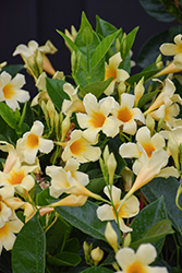 Calypso Limone Mandevilla (Mandevilla 'Calypso Limone') at Lakeshore Garden Centres