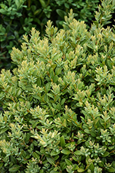 Green Mound Boxwood (Buxus 'Green Mound') at Lakeshore Garden Centres