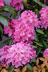 Holden Rhododendron (Rhododendron 'Holden') at Lakeshore Garden Centres