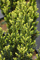 Hill's Yew (Taxus x media 'Hillii') at Peter Knippel Garden Centre
