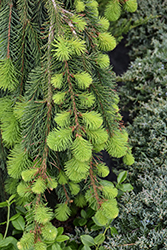 Weeping Norway Spruce (Picea abies 'Pendula') at Peter Knippel Garden Centre