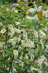 Chokecherry (Prunus virginiana) at Lakeshore Garden Centres