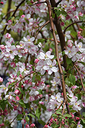 Red Jade Flowering Crab (Malus 'Red Jade') at Lakeshore Garden Centres