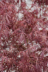 Scarlet Princess Japanese Maple (Acer palmatum 'Scarlet Princess') at Lakeshore Garden Centres