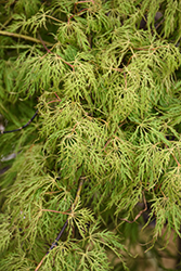 Lemon Lime Lace Japanese Maple (Acer palmatum 'Lemon Lime Lace') at Lakeshore Garden Centres