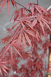 Jubilee Japanese Maple (Acer palmatum 'Jubilee') at Lakeshore Garden Centres