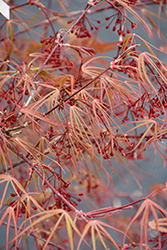 Ribbon-leaf Japanese Maple (Acer palmatum 'Atrolineare') at Lakeshore Garden Centres