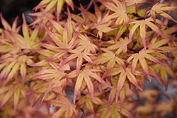 Coral Magic Japanese Maple (Acer palmatum 'Coral Magic') at Lakeshore Garden Centres
