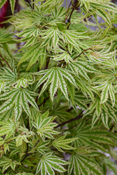 Yama Nishiki Japanese Maple (Acer palmatum 'Yama Nishiki') at Lakeshore Garden Centres