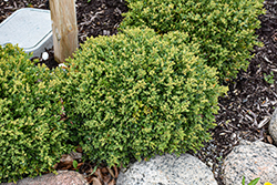 Green Mound Boxwood (Buxus 'Green Mound') at Lakeshore Garden Centres