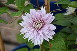 Josephine Clematis (Clematis 'Josephine') at Peter Knippel Garden Centre