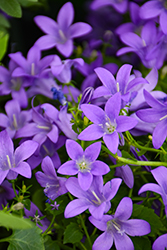 Birch Hybrid Bellflower (Campanula 'Birch Hybrid') at Peter Knippel Garden Centre
