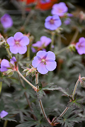 Boom Chocolatta Cranesbill (Geranium pratense 'Boom Chocolatta') at Peter Knippel Garden Centre