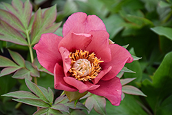 Old Rose Dandy Peony (Paeonia 'Old Rose Dandy') at Peter Knippel Garden Centre