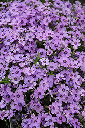 Eye Shadow Creeping Phlox (Phlox subulata 'Eye Shadow') at Peter Knippel Garden Centre