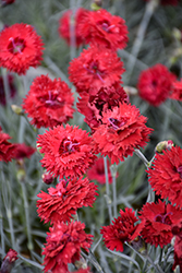 Fruit Punch Maraschino Pinks (Dianthus 'Maraschino') at Lakeshore Garden Centres