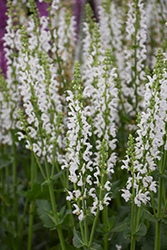 White Profusion Meadow Sage (Salvia nemorosa 'White Profusion') at Lakeshore Garden Centres