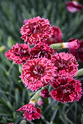 Fruit Punch Black Cherry Frost Pinks (Dianthus 'Black Cherry Frost') at Lakeshore Garden Centres