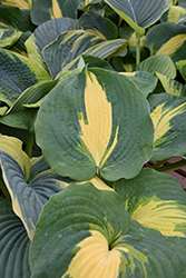 Dream Weaver Hosta (Hosta 'Dream Weaver') at Peter Knippel Garden Centre
