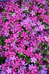Crackerjack Moss Phlox (Phlox douglasii 'Crackerjack') at Peter Knippel Garden Centre