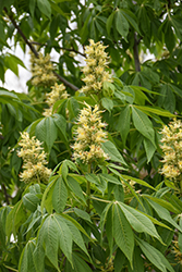 Ohio Buckeye (Aesculus glabra) at Peter Knippel Garden Centre