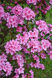 Aglo Rhododendron (Rhododendron 'Aglo') at Lakeshore Garden Centres