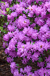 P.J.M. Elite Rhododendron (Rhododendron 'P.J.M. Elite') at Peter Knippel Garden Centre