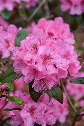 Olga Mezitt Rhododendron (Rhododendron 'Olga Mezitt') at Lakeshore Garden Centres