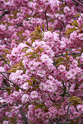 Kwanzan Flowering Cherry (Prunus serrulata 'Kwanzan') at Lakeshore Garden Centres