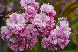 Kwanzan Flowering Cherry (Prunus serrulata 'Kwanzan') at Lakeshore Garden Centres