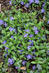 Common Periwinkle (Vinca minor) at Peter Knippel Garden Centre