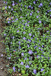Common Periwinkle (Vinca minor) at Peter Knippel Garden Centre