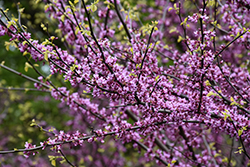 Eastern Redbud (Cercis canadensis) at Peter Knippel Garden Centre