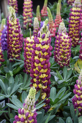 Westcountry Manhattan Lights Lupine (Lupinus 'Manhattan Lights') at Lakeshore Garden Centres