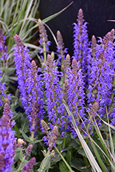 Bumbleblue Meadow Sage (Salvia nemorosa 'Bumbleblue') at Lakeshore Garden Centres