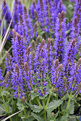 Sallyrosa April Night Meadow Sage (Salvia nemorosa 'DSALRS203') at Peter Knippel Garden Centre